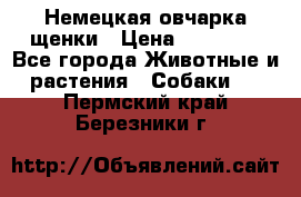 Немецкая овчарка щенки › Цена ­ 20 000 - Все города Животные и растения » Собаки   . Пермский край,Березники г.